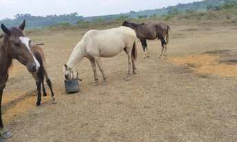 Imagem 4: Fazenda com 6.500.000m2 na AM-254 Careiro Castanho. Benfeitorias e Implementos Agrícolas