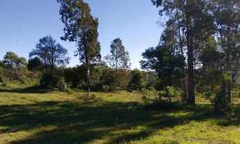 Imagem 2: 70 hectares campo bom para pecuária e florestamento