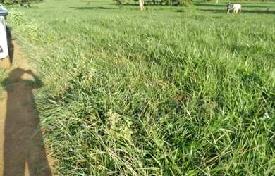 Imagem 9: Vendo Fazenda de 440 ha à 90 km Cuiabá - Rosário do Oeste MT(totalmene documenta e formada