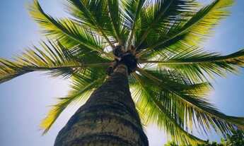 Imagem: Chácara Alto padrão disponível a venda