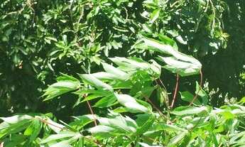 Imagem 5: Vendo chácara com URGÊNCIA