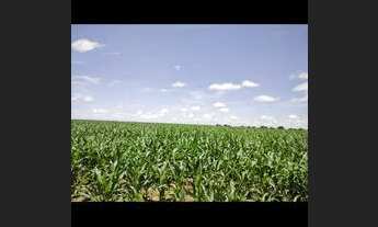 Imagem: Faz 203 Alq plantando 300 hec coloca pivô