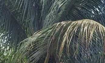 Imagem 4: Casa grande 3 quartos