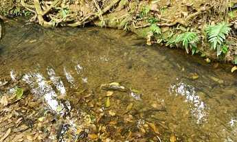 Imagem 2: Fazenda 47ha, 2 casas sede/caseiro plantação de mogno,manga palmer, nascente e córrego