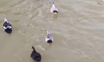 Imagem 3: Faz. Barata dentro do DF