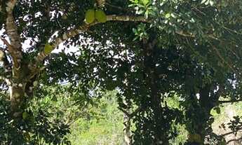 Imagem: Sítio em São João da ponta