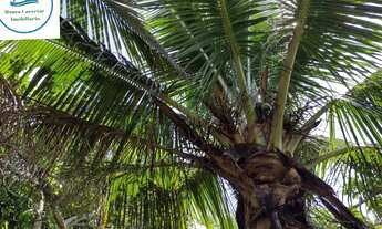 Imagem 3: Lote/Terreno para venda com 800 metros quadrados em Centro - Santa Cruz Cabrália - BA