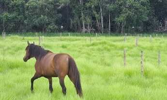 Imagem: Chácara em Bela Vista Goiás - haras