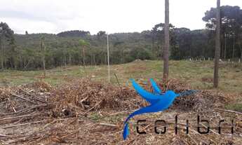 Imagem 7: Chácara para plantio ou reflorestamento em Agudos do Sul