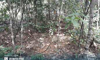 Imagem 6: Fazenda com dupla aptidão na região de Goianorte - TO