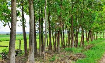 Imagem 3: Fazenda - Indiara (GO