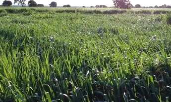 Imagem 5: Fazenda em Poconé MT