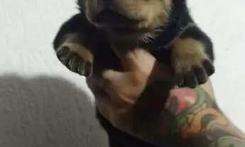 Imagem: Rotweiller Vacinados e vermifugados