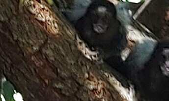 Imagem 7: Casa de Campo no LAGOS