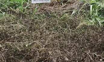 Imagem 4: VENDE-SE ÁGIO DE TERRENO - ALTO DAS PALMEIRAS - CAMPO NOVO DO PARECIS