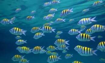 Imagem 7: Temporada em Porto 2 Life Resort - Muro Alto