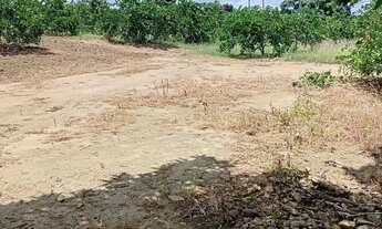 Imagem 5: Vendo terreno de limão