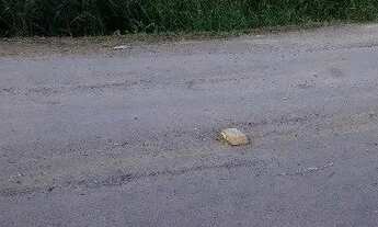 Imagem 2: Chácara,bairro Santa Lucia do Piaí