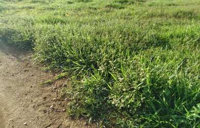 Imagem 10: Vendo Fazenda de 440 ha à 90 km Cuiabá - Rosário do Oeste MT(totalmene documenta e formada