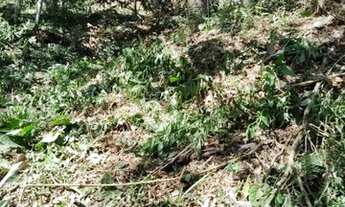 Imagem 5: Vendo Maravilhoso Terreno