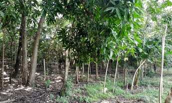 Imagem 7: Chácara disponível a venda bom para lazer/moradia ou investimento - Trindade - GO