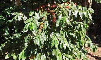 Imagem 4: Chácara à venda, 3760 m² por R$ 520.000,00 - Parque Nacional - Londrina/PR