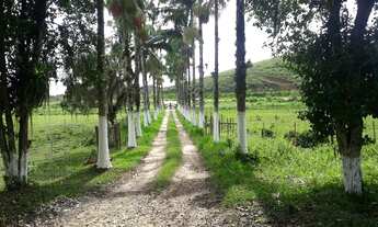 Imagem: Fazenda 444 Hectares, Pastagem, Produção