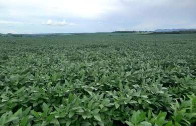 Imagem 13: Fazenda 86.6 alq em Caiapônia Goiás. 16.920.000