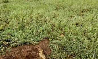 Imagem 10: Fazenda 86.6 alq em Caiapônia Goiás. 16.920.000