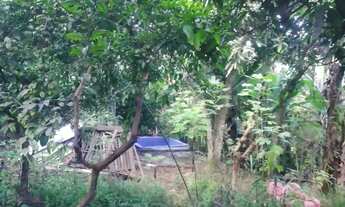 Imagem 7: Arniqueira - Lote grande