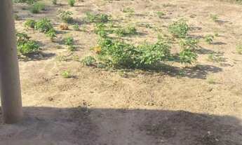 Imagem 14: Casa no Povoado da Tapera distrito de Jaíba