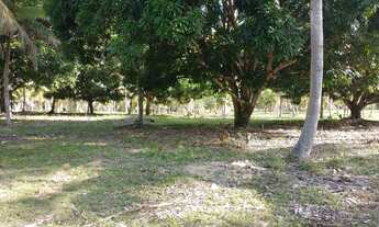 Imagem 6: Conde, bahia, litoral norte 190 tarefas 2000 coqueiros
