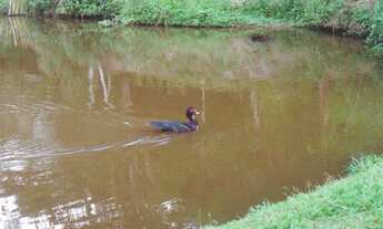Imagem 4: Sítio 5ha, zona rural de Itabirito/MG, 63km de BH
