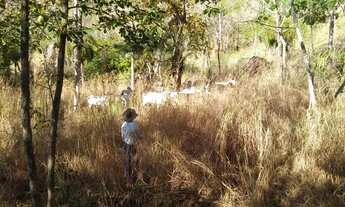Imagem 4: Fazenda para venda possui 59 alq. munícipio de Fazenda Nova/GO