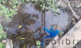 Imagem 5: Chácara para plantio ou reflorestamento em Agudos do Sul