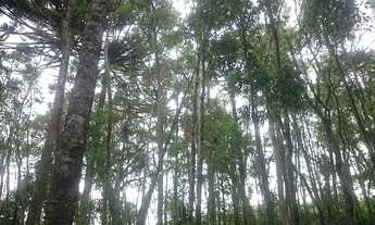 Imagem 5: Chácara Almirante Tamandaré 41000m² 16Km Curitiba-Abranches, 2km asfalto