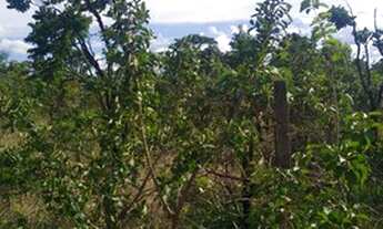 Imagem 7: Vendo Chácara em Padre Lúcio. - Padre Bernardo - Goiás