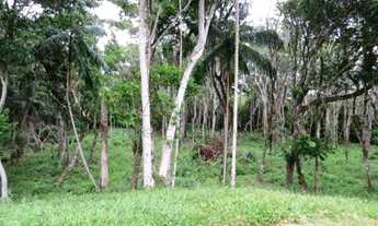 Imagem 7: Sítio 99.000m2, plano, Norte da Ilha, casa 4 dorm (1 suíte