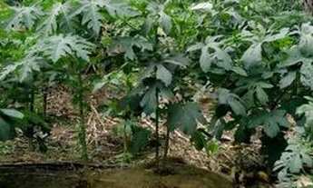 Imagem 5: Sitio samauma Chácara com venda por R$100.000