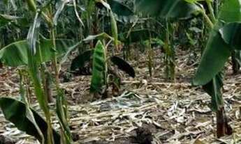 Imagem 3: Sitio samauma Chácara com venda por R$100.000