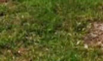 Imagem 5: Lotes em Lapa/PR de 300m² (Boqueirão