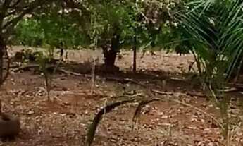 Imagem 6: Chácara com casa confortável e pomar com frutas variadas