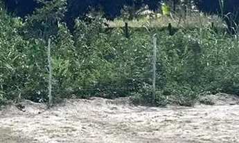 Imagem 3: CHÁCARA À VENDA - POVOADO PÉ LEVE, ARAPIRACA