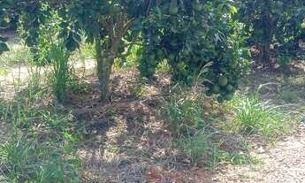 Imagem 2: Sítio de laranja em Estância