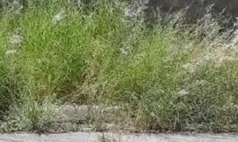 Imagem 5: Belo terreno no Adalgiza, com 250 metros, 10 x25, leve declive