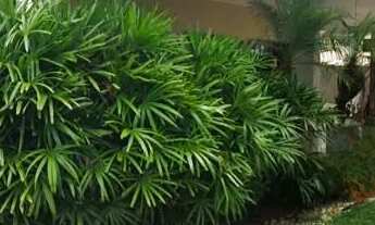 Imagem 3: Casa Jardim Petrópolis 1