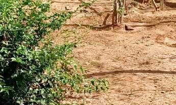 Imagem 3: Casa com amplo terreno