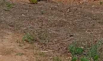 Imagem 3: Terreno31mx32mvazea verde