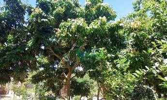 Imagem 3: Chácara com 1 dormitório à venda, 1360 m² por R$ 180.000 - Santa Isabel - Piracicaba/SP