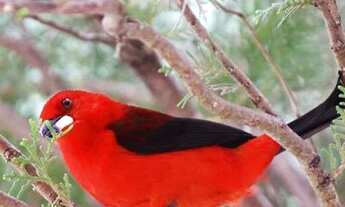 Imagem 7: MANSÃO NO CIBRATEL COM A VISITA DE DIVERSOS PÁSSAROS RAROS